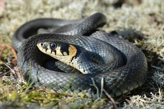 Snok (Natrix natrix) har oftast fläckar på sidan av huvudet, men ibland förekommer helsvarta snokar utan fläckar som kan förväxlas med huggorm.