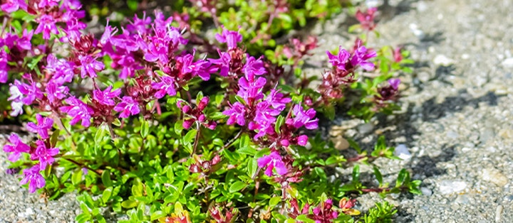 Solsäkra och lättskötta! Här är 10 växter som tål torka! - Vi i Villa