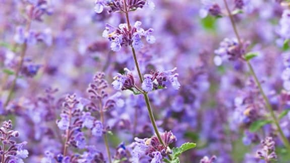 Solsäkra och lättskötta! Här är 10 växter som tål torka! - Vi i Villa