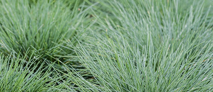 Solsäkra och lättskötta! Här är 10 växter som tål torka! - Vi i Villa