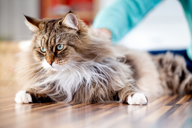 Funderar du på att skaffa katt? Vackra katter finns det gott om, men friska katter är trots allt vinnare i längden. Här listar vi vilka kattraser som är minst sjukdomsdrabbade.