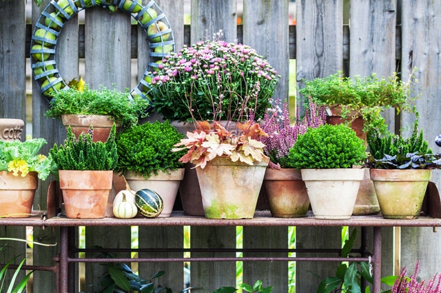 Höstfix i trädgården – 9 tips från vår trädgårdsmästare! - Vi i Villa