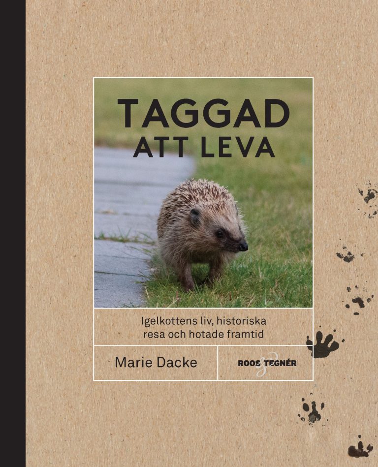 Igelkottar – 10 saker du bör veta om de taggiga djuren! - Vi i Villa