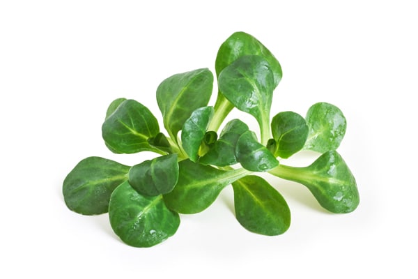 Vintersallat kan du så nu för skörd senare i höst.