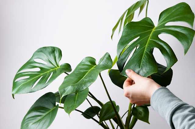 Med en monstera får du härlig djungelfeeling hemma! Så här lyckas du med den populära och lättskötta krukväxten!
