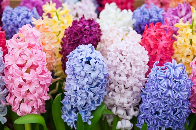 Blomman som doftar underbart är egentligen en vårblomma  – men även oerhört populär kring jul. Här är 12 snabba fakta om hyacinter!