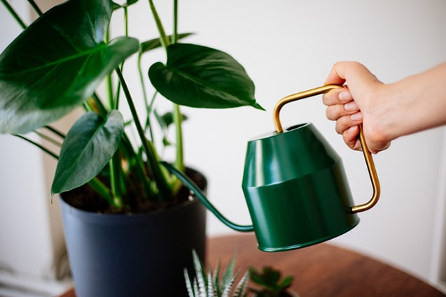 Monstera – bästa tipsen för den frodiga djungelväxten! - Vi i Villa