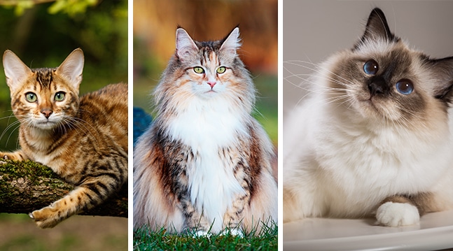 Har du stenkoll på helig birma, bengal och ragdoll? Se hur många rätt du får i vårt kattquiz!
