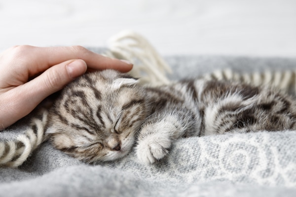 10 tecken på att din katt verkligen älskar dig - Vi i Villa