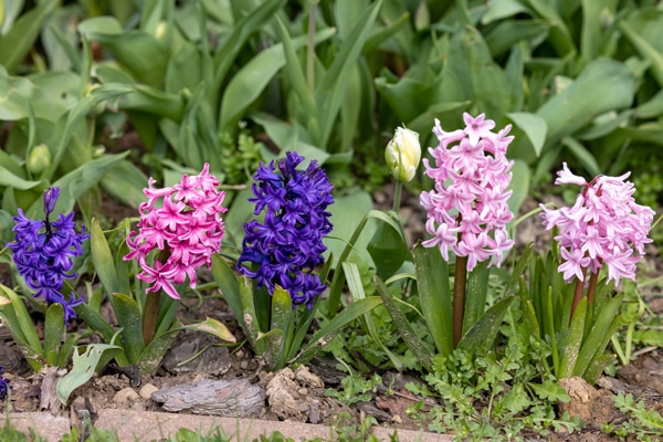 12 fantastiska fakta om ljuvliga hyacinter - Vi i Villa