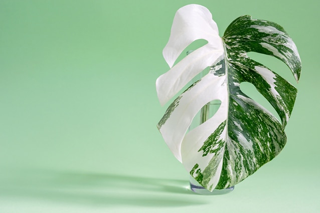 Monstera variegata ’Half Moon’ .