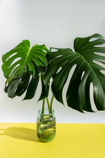 Monstera – bästa tipsen för den frodiga djungelväxten! - Vi i Villa