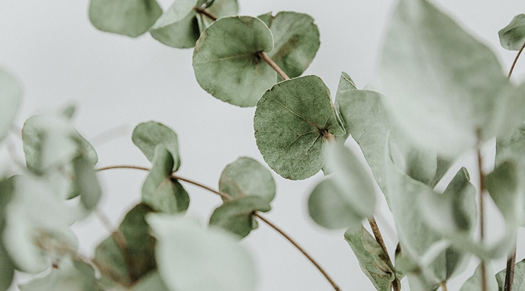 Eukalyptus ger ett spännande intryck i både buketter och trädgårdskrukor, med sina matta grågröna blad. Så här lyckas du med den tuffa växten!