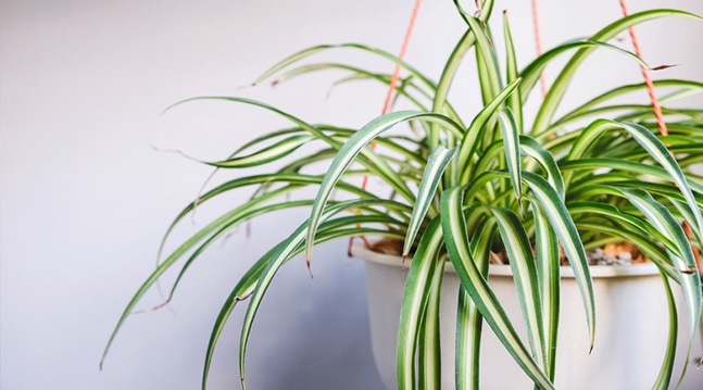 Ampellilja är en krukväxt med små krav, som bara ger och ger. Den är lätt att lyckas med och superenkel att föröka. Så här gör du!