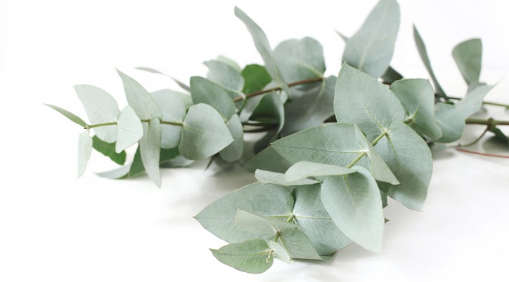 Eukalyptus – silvriga blad för vas och kruka - Vi i Villa