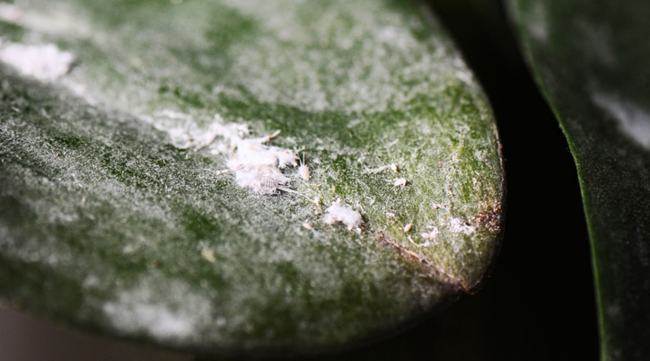 Är växterna täckta med vitt ludd och ovala små insekter, har de troligtvis drabbats av ullöss. Så här blir du kvitt dem!