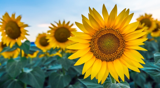 Vem blir inte glad av solrosor? Här är våra bästa odlingstips för blomman som får trädgården att spraka av färg.