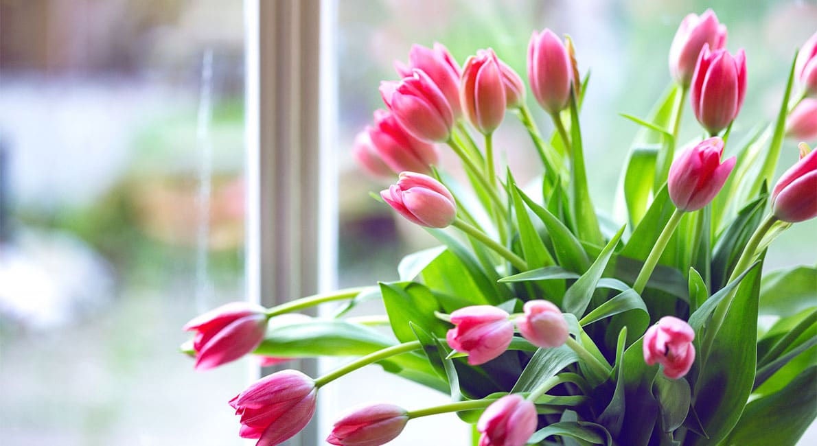 Trött på att tulpanerna vissnar snabbt? Här är knepet  – allt du behöver är ett mynt!