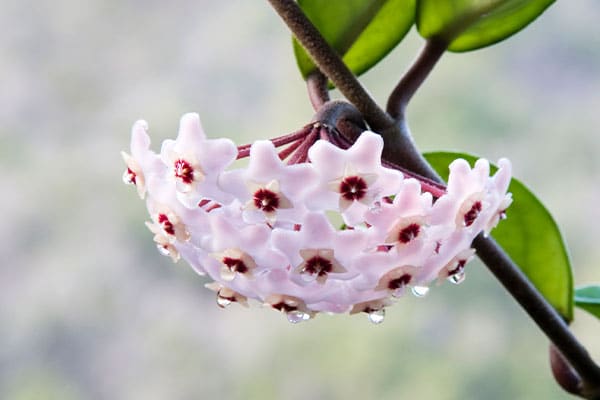 Porslinsblomman kan bli klibbig av sin nektar. Se till att skydda underlaget om du är rädd om det.