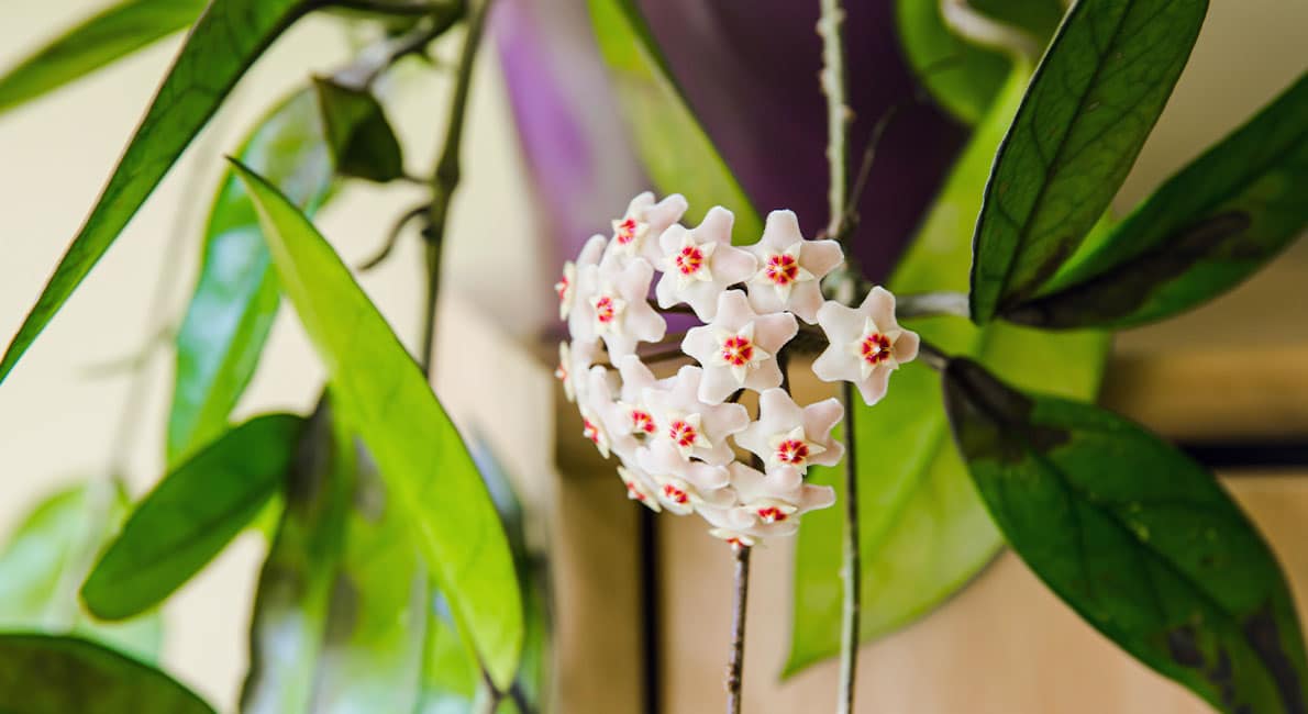 En porslinsblomma är inte bara vacker  – den doftar också underbart.
Dessutom är den förbluffande lättskött. Ingen fara om du glömmer att vattna alltså.