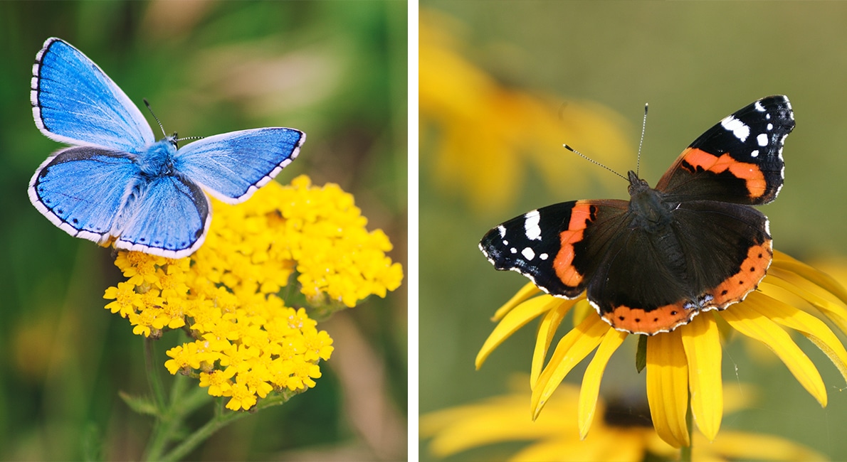 Den skönsjungande koltrasten är vår nationalfågel och liten blåklocka vår nationalblomma. Men vilken fjäril får titeln som landets nationalfjäril? Du bestämmer  – dags att rösta!