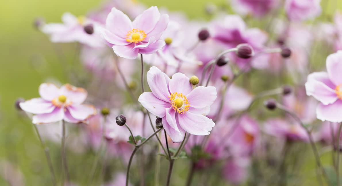 Höstanemon – den vackra sensommarblomman