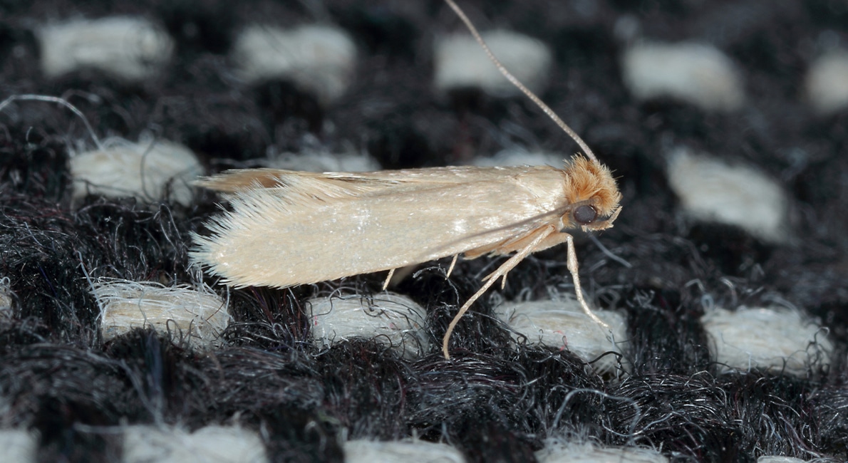 Hittat hål i kläderna eller larver i mjölet? Då kan det vara mal. Här är åtgärderna du behöver göra för att motarbeta dem.