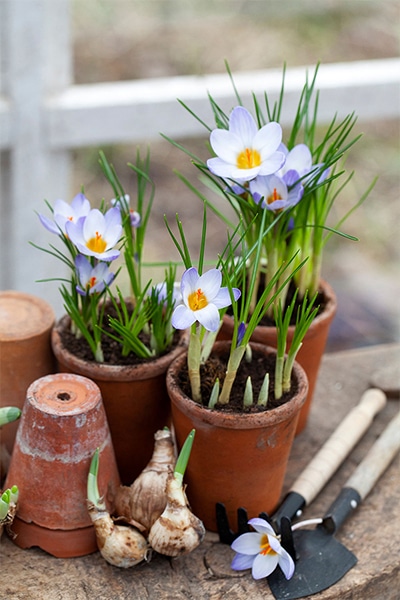 Foto: Annika Christensen/Nelson Garden