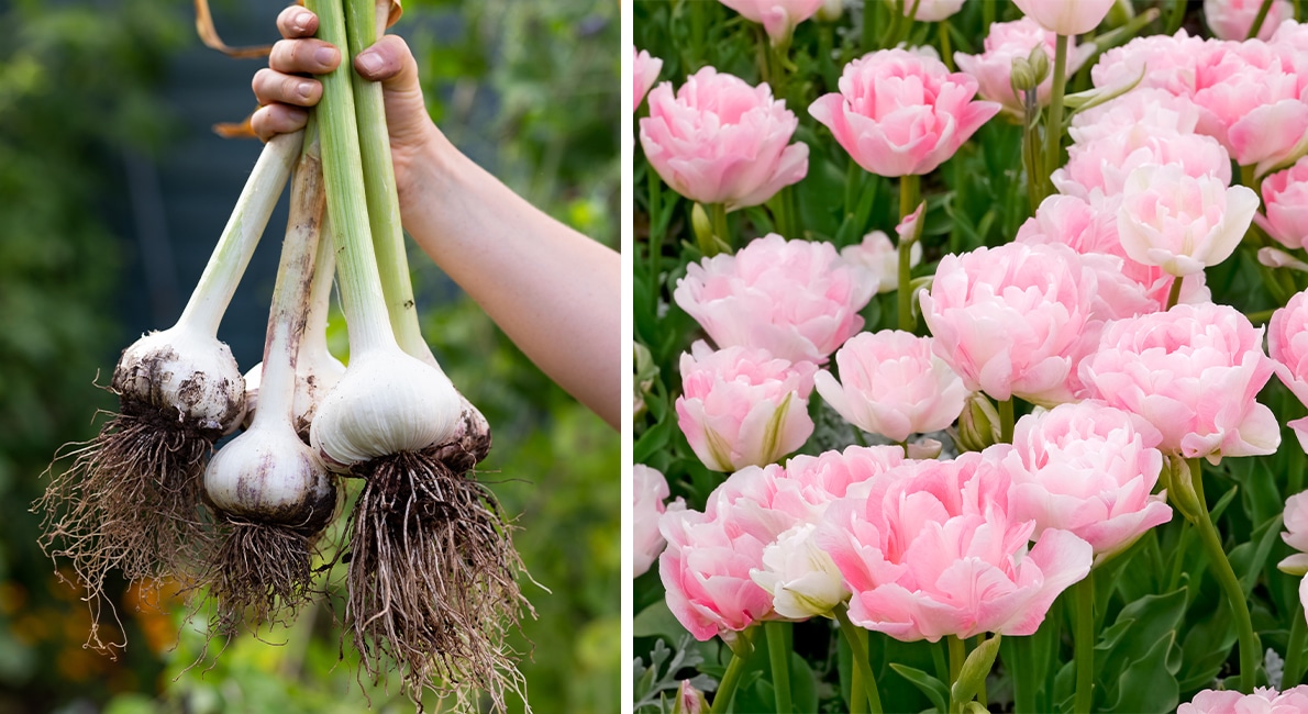 Vår trädgårdsmästare Sandra Holmes väljer sina lökfavoriter att plantera nu i höst!