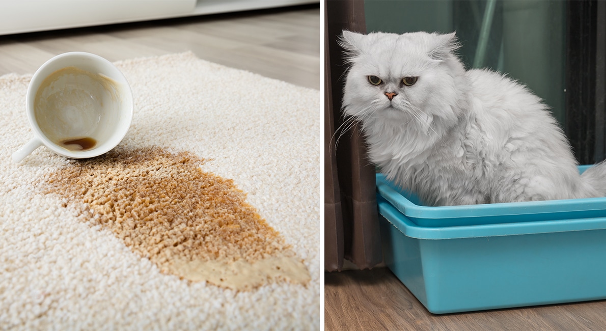 Unken doft i tvättmaskinen, irriterande kaffefläckar på mattan och totalt kaos i garderoben. Vår webbredaktör Sara Åhlström har samlat tretton favorithusmorstips för en enklare vardag! Varsågod!