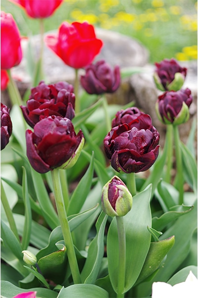 Dags att sätta lök – för ätbart och blommigt! - Vi i Villa