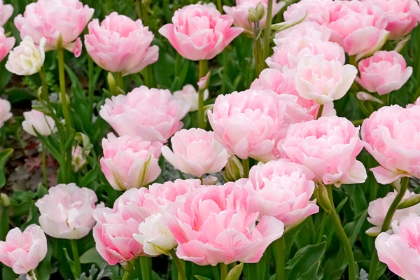 Dags att sätta lök – för ätbart och blommigt! - Vi i Villa