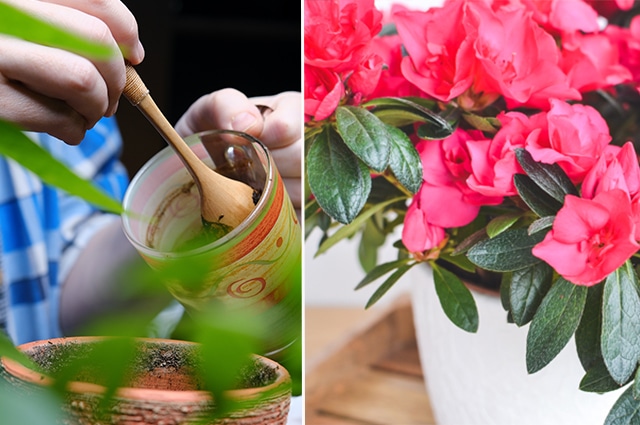 Kan man använda kaffesump till krukväxter? Ja! Kaffesump är ett utmärkt alternativ när du vill gödsla dina krukväxter. Så här gör du!