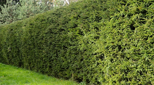 Ständigt grön, vindtålig och härdig. Det finns många anledningar att plantera en granhäck. Så här blir den tät och fin!