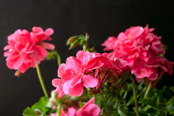 Dags att väcka pelargonerna ur vintervilan. Så här gör du!