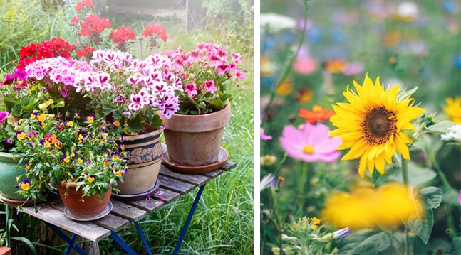 Äntligen dags att ladda upp för sommaren och njuta av härliga blomster! Här guidar vi till några tacksamma sommarblommor att sätta i både kruka och rabatt.
