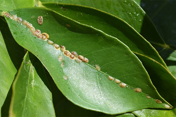 Bli av med sköldlöss – så bekämpar du ohyran - Vi i Villa