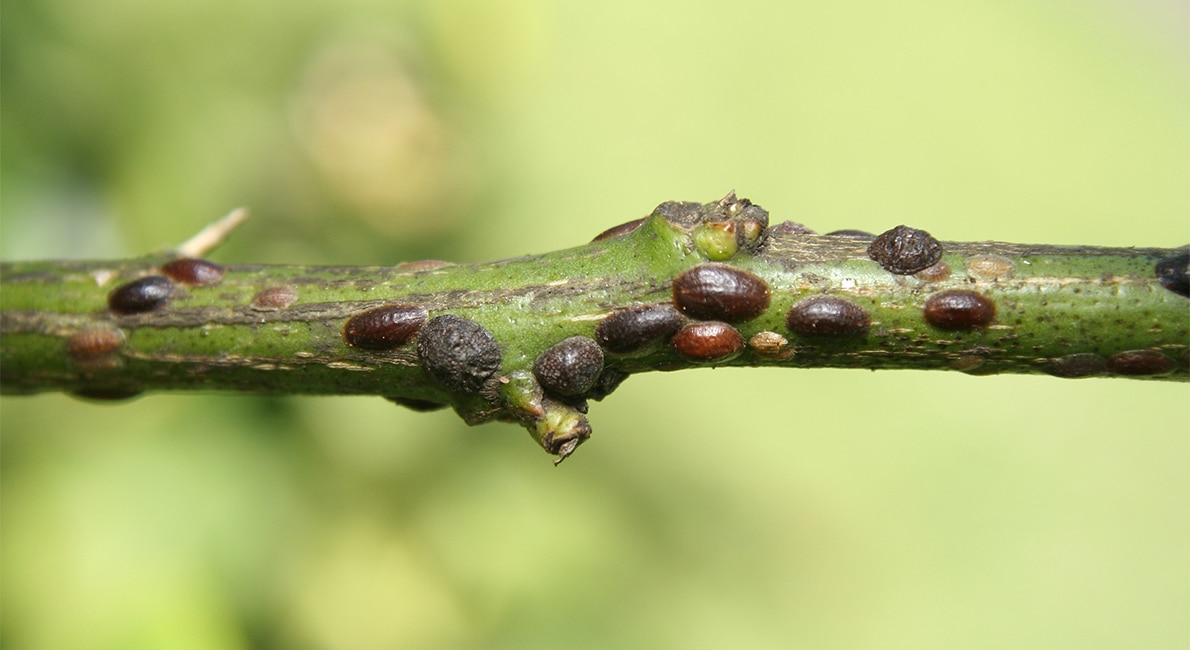 Honan kan lägga 3000 ägg under sin sköld. Har sköldlöss angripit dina växter? Så här vinner du kampen mot insekten, som kan vara svår att bli av med.