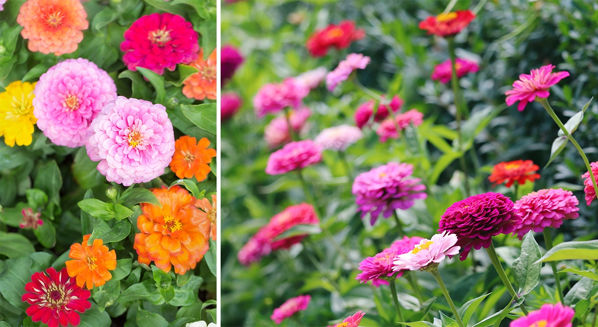 Den är enkel att odla, håller länge och är kanske sommarens sötaste blomma. Zinnia är växten för dig som vill ha mycket blomsterprakt för liten ansträngning.