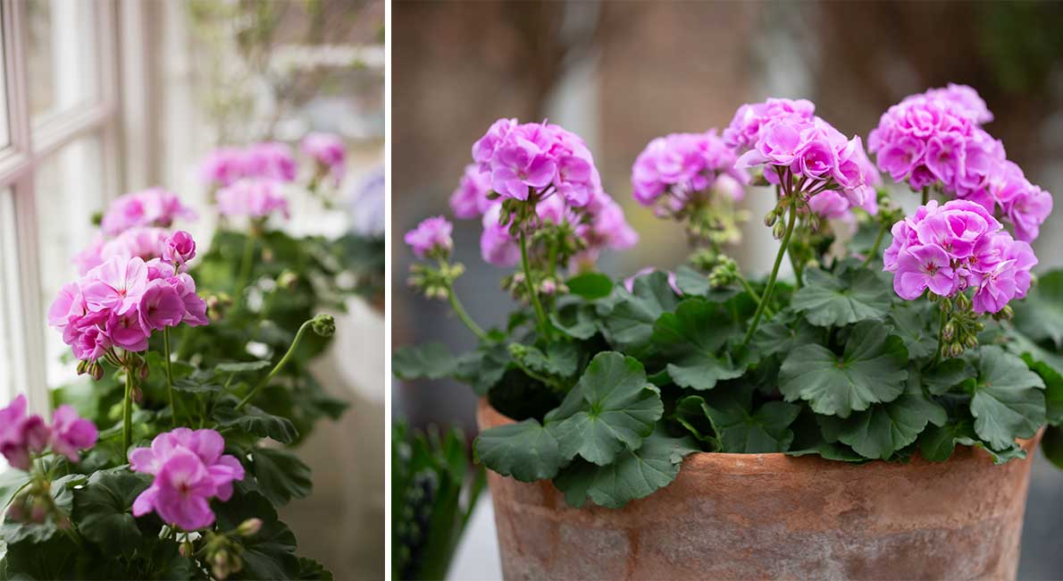 I dag presenterades Årets pelargon. 2024 års vinnare är violett, har tonade kronblad och passar utmärkt i kruka. Här är bilderna!