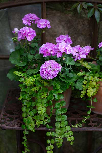 Foto: Annika Christensen/Blomsterfrämjandet.