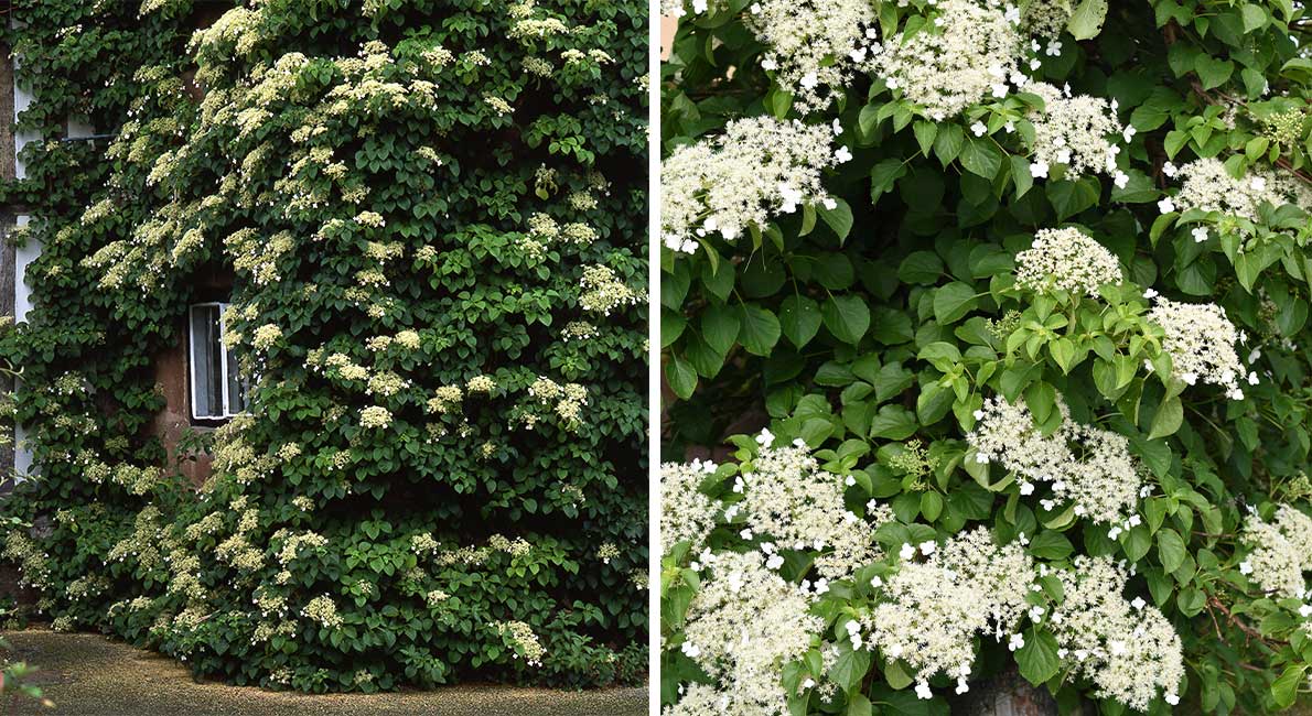 Med frodig grönska och vackra blommor är klätterhortensior livfulla tillskott till trädgården. Så här lyckas du med dina klätterhortensior.