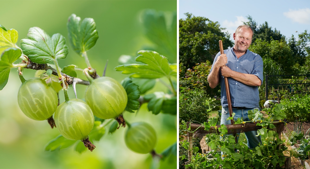 En läsare har hittat en gammal bärbuske som inte får bär. Går den att rädda? Trädgårdstider-profilen John Taylor svarar.