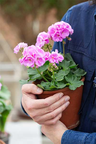 Foto: Anna Clarén/Blomsterfrämjandet.