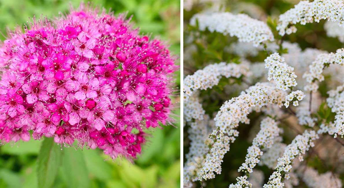 Som vacker vit spets eller en snirklig girland. När spirean spirar förvandlas den till trädgårdens ljuvligaste inramning. Här är en snabbguide till den blomstrande, buskiga häckväxten.