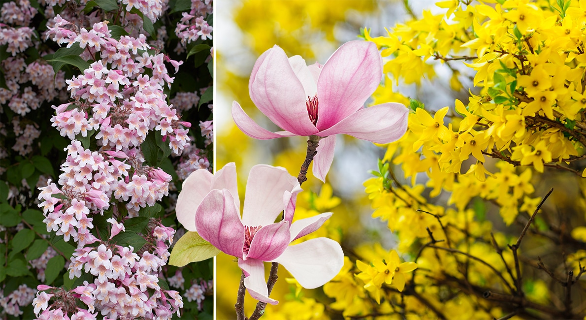 Plantera ett gäng lättskötta buskar och få trädgården att blomma hela sommaren. Här har vi valt ut åtta prydnadsbuskar som avlöser varandra i blomning.