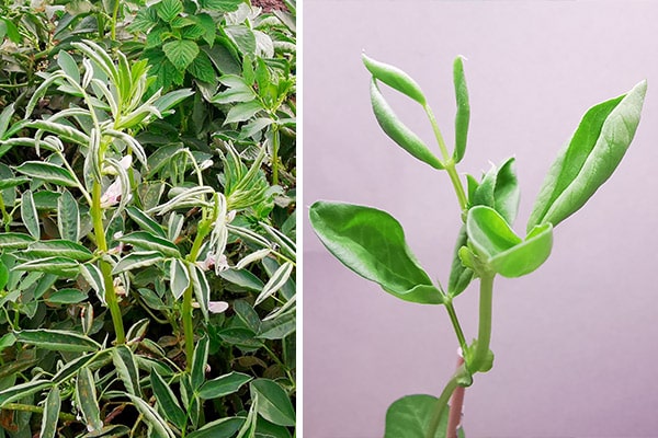 Bönor med pyralidskadade blad.