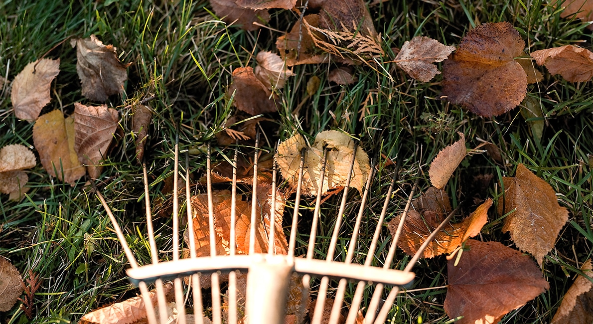 Lövmull är ett utmärkt alternativ till torv i trädgården. Så här gör du lövmull av dina gamla höstlöv!