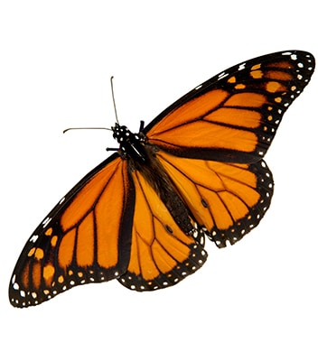 Odla miljösnällt – 28 hållbara tips - Vi i Villa