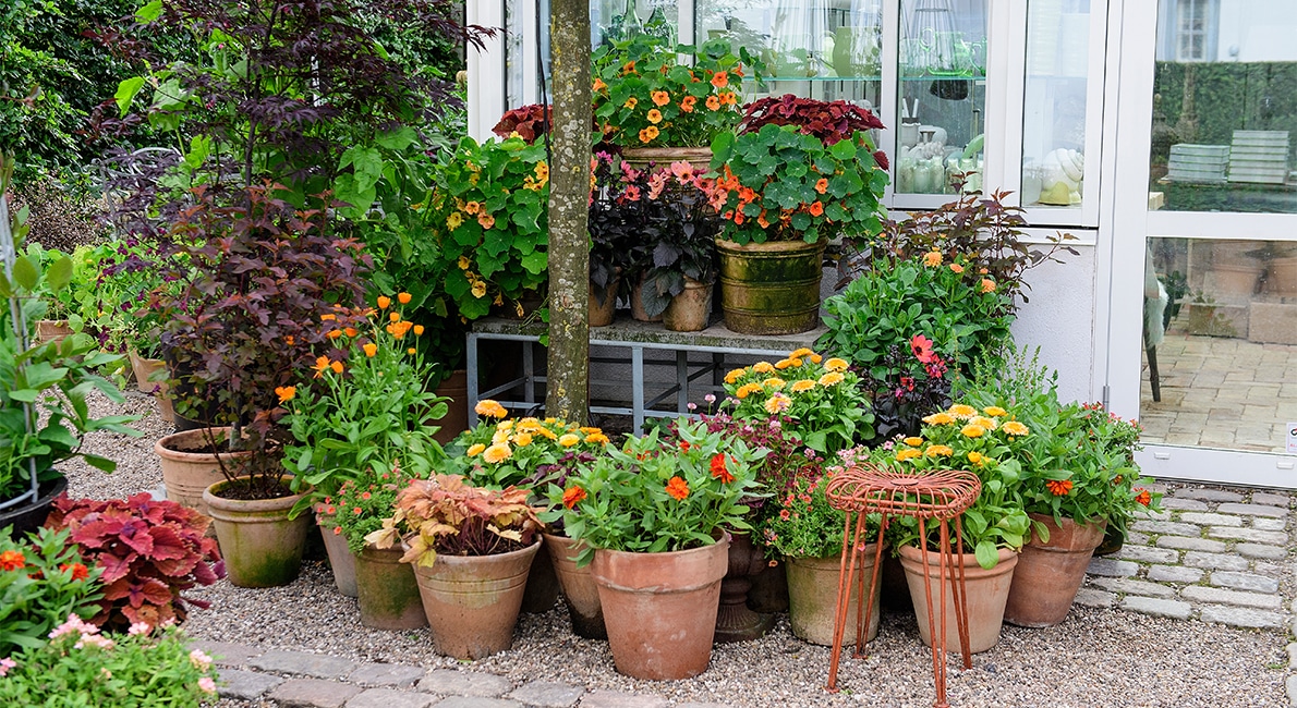 Säsong för lummigt utemys! Så här får du din altan eller terrass att grönska med våra bästa tips att odla i kruka.